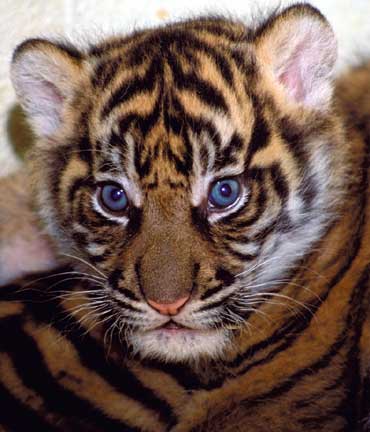tigercub.jpg