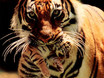 tigercub12.jpg